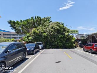 校園榕樹倒塌壓死女騎士 南投敦和國小判賠288萬