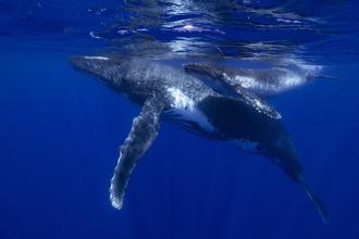 不只人類在尋找外星生命？鯨魚或許正嘗試連絡我們