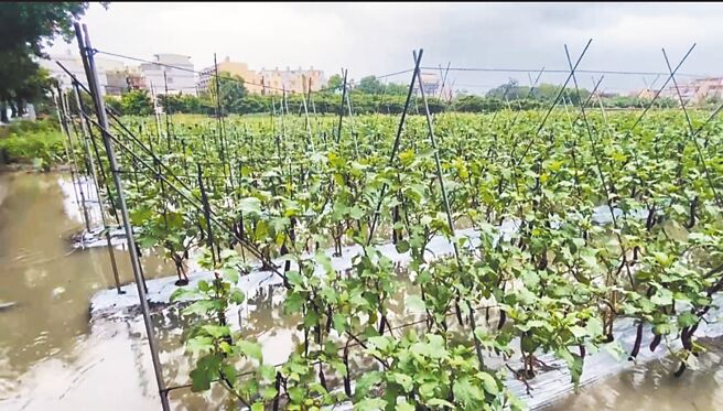 茄株泡水中，彰化縣農民嘆植株可能爛根。（民眾提供／葉靜美彰化傳真）