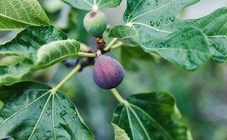 江飛宇Science》發現減碳新魔法：無花果樹能把CO 2變石頭