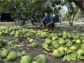 丹娜絲重創麻豆 文旦落果量驚人 招「撿果團」2天湧數百人報名