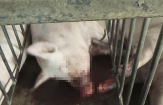 嘉義百餘隻豬被電死！淒厲叫聲嚇到縣府人員... 一看「七孔爆血」