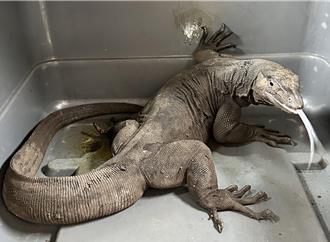 街头上演侏儸纪世界 黑泽巨蜥流窜竹北暗巷