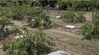 丹娜絲重創高雄農損近億 芭樂、木瓜、芒果列第三波救助
