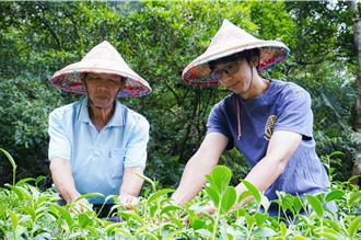 茶農世家父子共同製茶 奪新北香韻紅茶評鑑特等獎