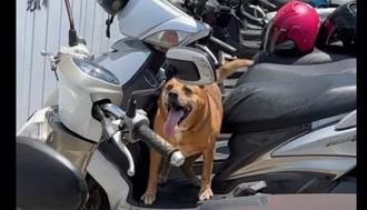 高齡毛寶貝高溫熱死 新北動保處重罰飼主1.5萬