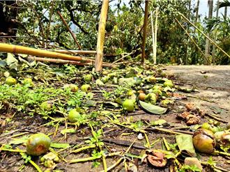 40年來最慘！嘉縣番路鄉果樹災損逾7成 農會擬保價收購