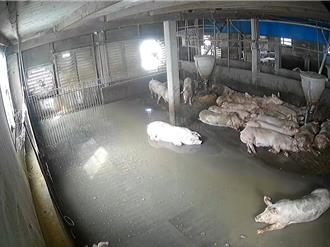 丹娜絲重創彰化 淹死13萬隻雞、逾4千隻豬遭電擊身亡