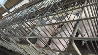 36年心血全沒了！嘉義豬農淚控台電漏電 害百頭豬七孔流血暴斃