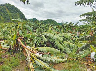 南投 丹娜絲沒收香蕉 果農欲哭無淚