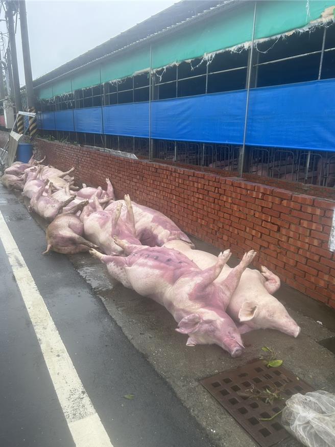 嘉義縣義竹鄉一處畜牧場傳出大量豬隻因漏電被電擊死亡。（林志達提供／廖素慧嘉縣傳真）
