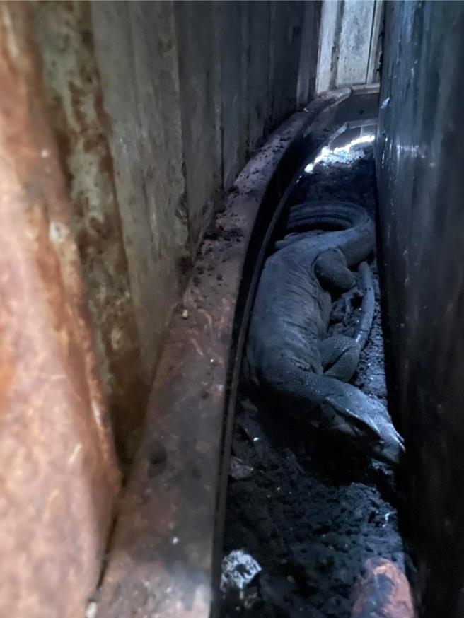 1尾身长1公尺巨蜥，10日被民眾发现在新竹县竹北市华兴街附近暗巷与水沟流窜，画面犹如侏儸纪世界在竹北街头上演。（新竹县流浪动物珍爱协会提供／陈育贤新竹传真）