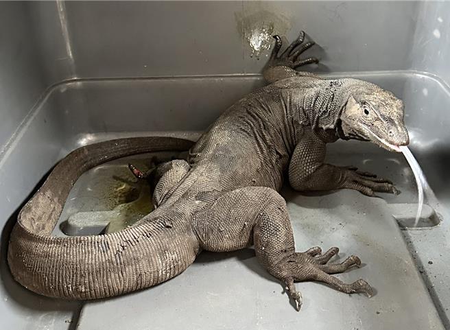巨蜥之后在新竹县流浪动物珍爱协会志工协助成功补捉并带回安置养护。（新竹县动物保护防疫所提供／陈育贤新竹传真）