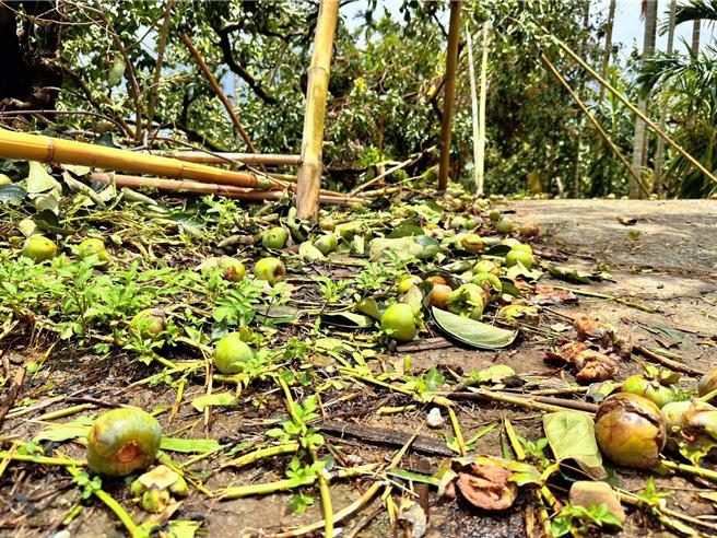 丹娜絲肆虐，嘉縣番路鄉柿子園滿地落果，災損慘重，農民心痛。（廖素慧攝）