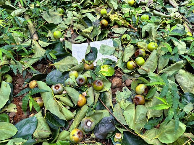柿子將進入產季，卻遭逢颱風重創，造成嘉縣番路鄉柿子園大量落果，災損慘重。（廖素慧攝）