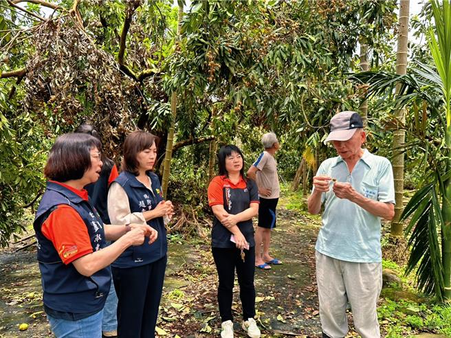 番路鄉農會總幹事趙幸芳勘察柿子園受損災況，允諾農會全力協助農挺過關難。（廖素慧攝）