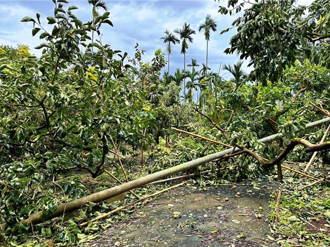 丹娜絲肆虐，嘉縣番路鄉一處果園果樹折斷、落果滿園。（廖素慧攝）