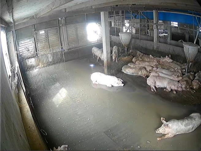 彰化縣是畜牧業大縣，先前丹娜絲颱風尾帶來暴雨，二林1處養豬場傳出4000多頭毛出疑似因漏電遭電死。（彰化縣府提供／潘虹恩彰化傳真）