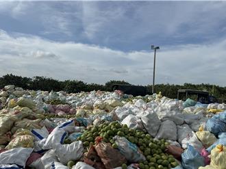 丹娜絲颱風重創台南文旦 逾千公頃受損 上萬噸落果待清運