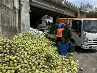 丹娜丝袭台文旦落果严重 桃园智慧农耕团支援台南救灾