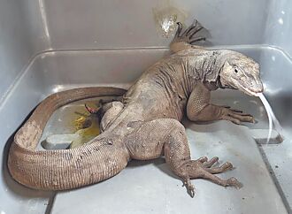 1米巨蜥暗巷趴趴走 待饲主认领