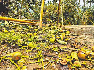 嘉縣番路果樹災損逾7成 保價收購