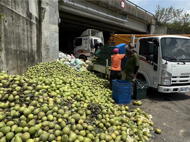 丹娜絲颱風上周末襲台，台南麻豆文旦落果嚴重，約計8成文旦遭強風吹落，對柚農來說，撿拾一顆顆落果是心痛的打擊。「桃園智慧農耕團」號召農耕團成員及備妥兩台碎枝機與數部鏈鋸，協助清理倒塌樹木與其他受災設施。（圖／桃園市農業局）