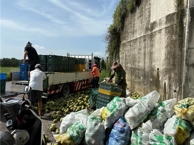 丹娜絲颱風上周末襲台，台南麻豆文旦落果嚴重，約計8成文旦遭受強風吹落，對柚農來說，撿拾一顆顆落果是心痛的打擊。「桃園智慧農耕團」號召農耕團成員及備妥兩台碎枝機與數部鏈鋸，協助清理倒塌樹木與其他受災設施。（圖／桃園市農業局）