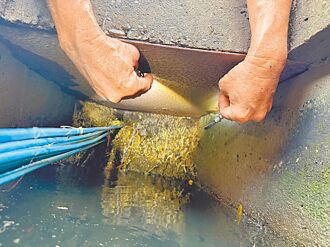 鸟松 行道树根窜长 堵塞神农停车场侧沟