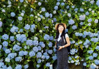 日本秋田縣的紫陽花奇蹟 一場與夏日的浪漫約會