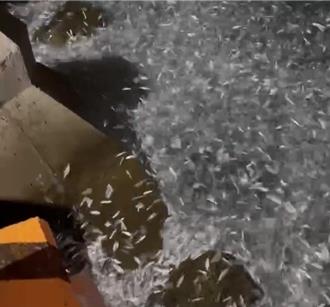 澎湖惊现「蹦火仔」奇景！青鳞鱼狂跳海面 画面超震撼