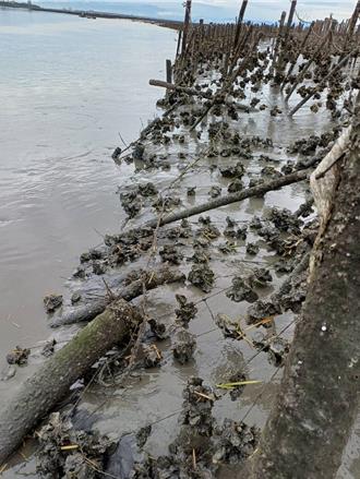 連日豪大雨侵襲 彰化養殖牡蠣「變小了」