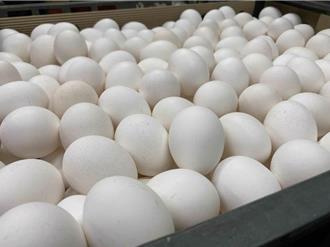 蛋價飆漲6元！颱風襲擊＋買氣旺所致 蛋農、蛋商又槓上了