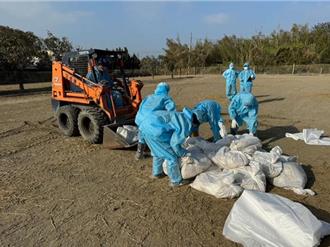 H5N1再入侵！雲林鵝場爆禽流感 2616隻鵝遭撲殺