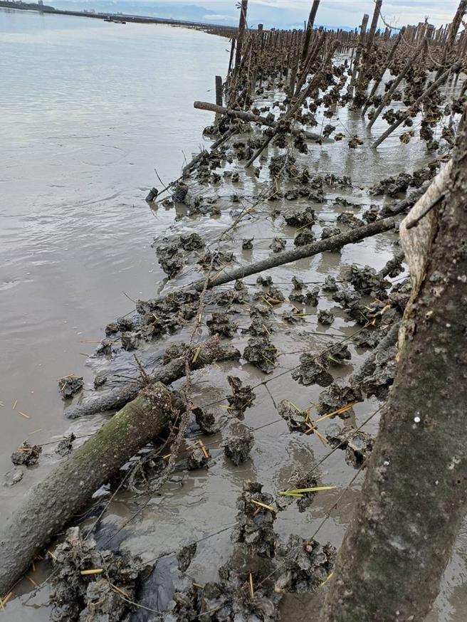 彰化縣受連日豪大雨侵襲影響，縣府農業處已接獲福興鄉有1公頃「蚵棚」慘遭流失毀損。（彰化縣政府提供／葉靜美彰化傳真）