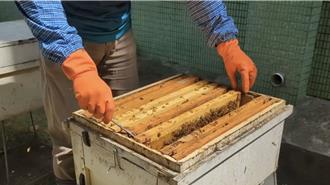 蜂种改良新突破 蜂群存活率及採蜜力双提升