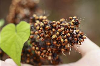 丹娜丝害苗栗高粱穗上发芽惨重 县府急申请现金救助