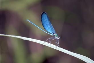 男用汗水偷蝴蝶遭起訴　動物園呼籲民眾不要以身試法