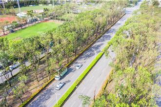 嘉義阿勃勒花海「全軍覆沒」 嘉市清運逾1270噸斷樹殘枝