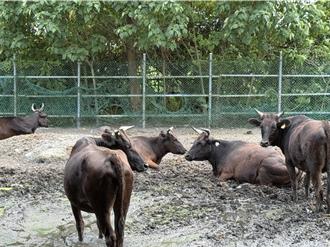 源興牛代養計畫啟動 打造台灣和牛品牌夢