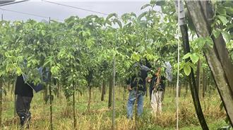 丹娜絲重創南投！百香果「減產4成」 8品項作物納救助