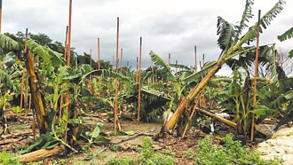 風災後雞蛋單周漲6元 創近10周新高