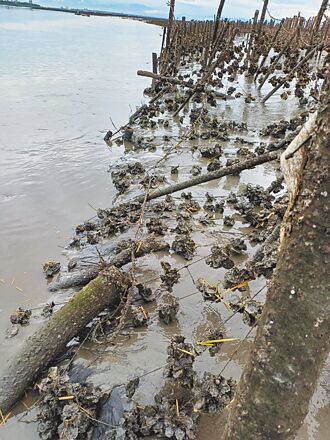 大雨釀災 彰化養殖牡蠣變小