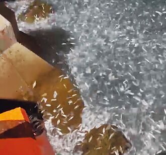 澎湖夜钓惊喜 青鳞鱼海面乱舞