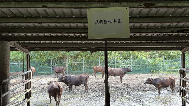 源興牛復育成功，進入代養系統推廣。（王志偉攝）