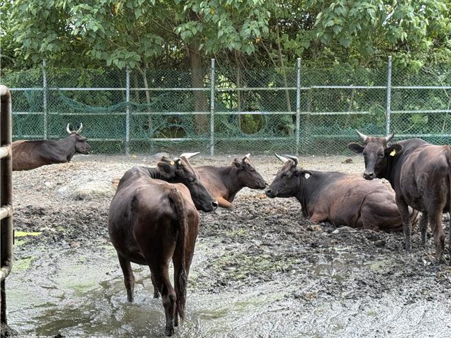 源興牛復育成功，進入代養系統推廣。（王志偉攝）