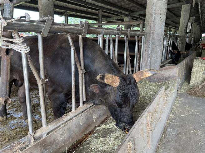 在兆豐農場飼養的源興牛，將進入代養系統推廣。（王志偉攝）