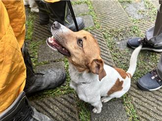 花蓮搜救犬「小鋼炮」Wilson遭爆被虐死    消防局駁斥盼勿以訛傳訛