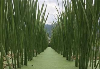 茭白筍藏台灣白魚！埔里有機農法 農民獲利生態雙贏