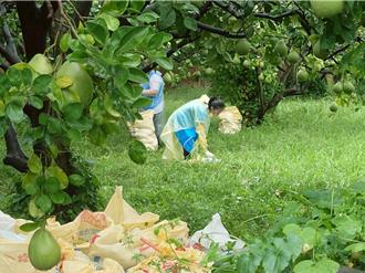 丹娜絲重創麻豆文旦 青年志工冒雨清理果園